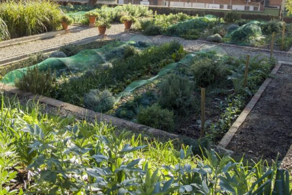 Bancals d'horta regenerativa al jardí comestible Rubió i Tudurí, a Barcelona