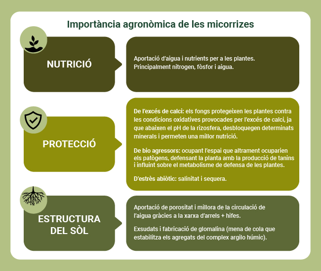 Infografia que recull la importància agronòmica de les micorrizes
